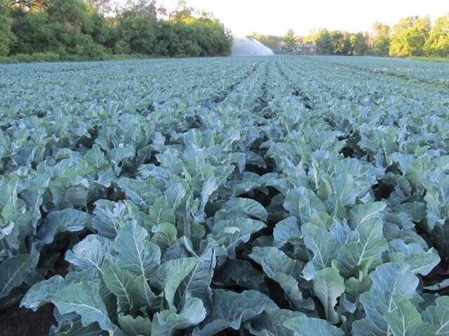 Theresa Pullis Dream Weaver Farm - IMG_0110.JPG